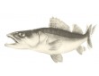 keitech-5-easy-shiner-12,5-sexy-shad