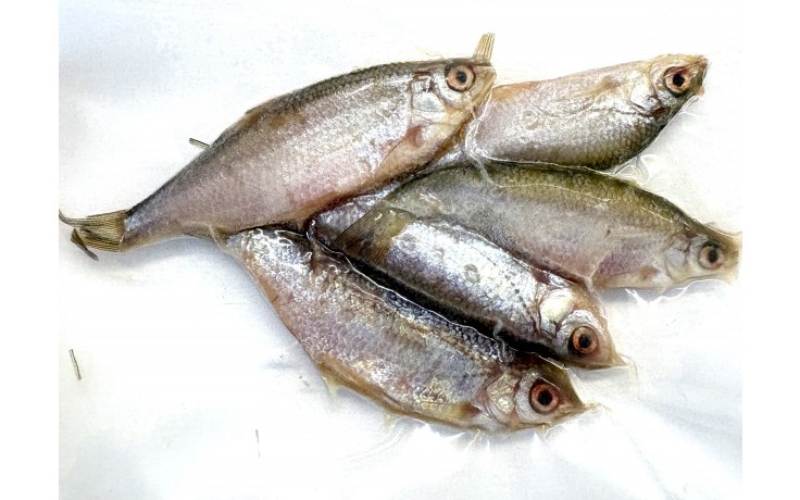 Koederfische-rotaugen-6-bis-9-cm-gefroren-deadbait-angelkoeder-kaufen