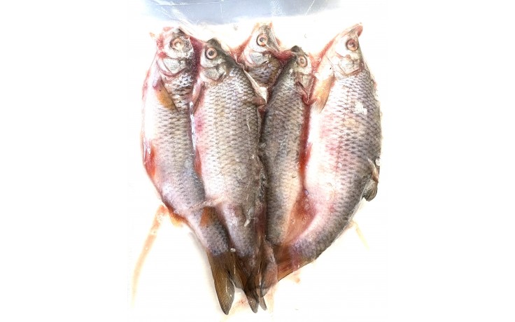 rotaugen-koederfische-deadbait-15-bis-20-cm-angelkoeder-kaufen-online