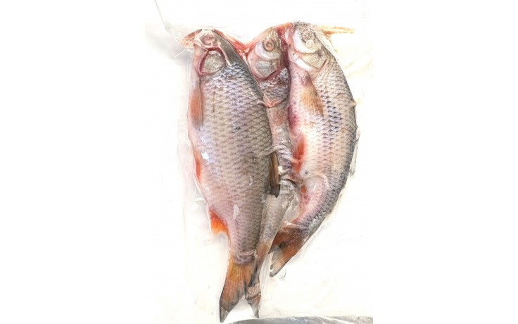 koederfisch-angelkoeder-online-kaufen-guenstig