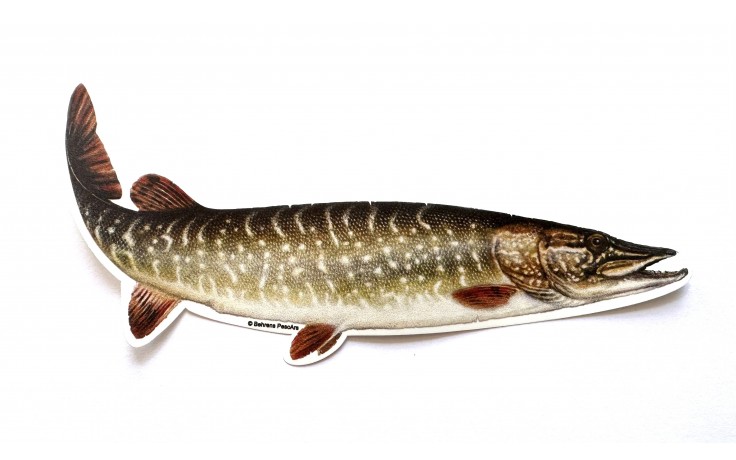 jenzi-aufkleber-hecht-motiv-angelaufkleber-aufkleber-fuer-angler-und-auto