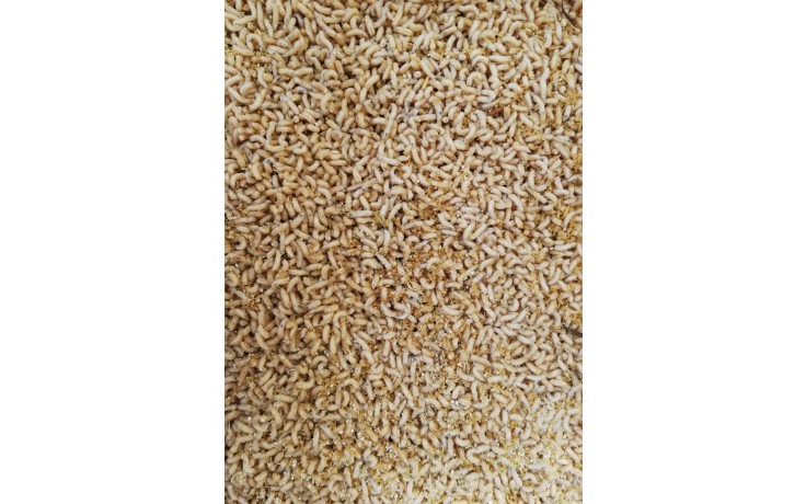 Maden für Angelzwecke ca. 550 Gramm