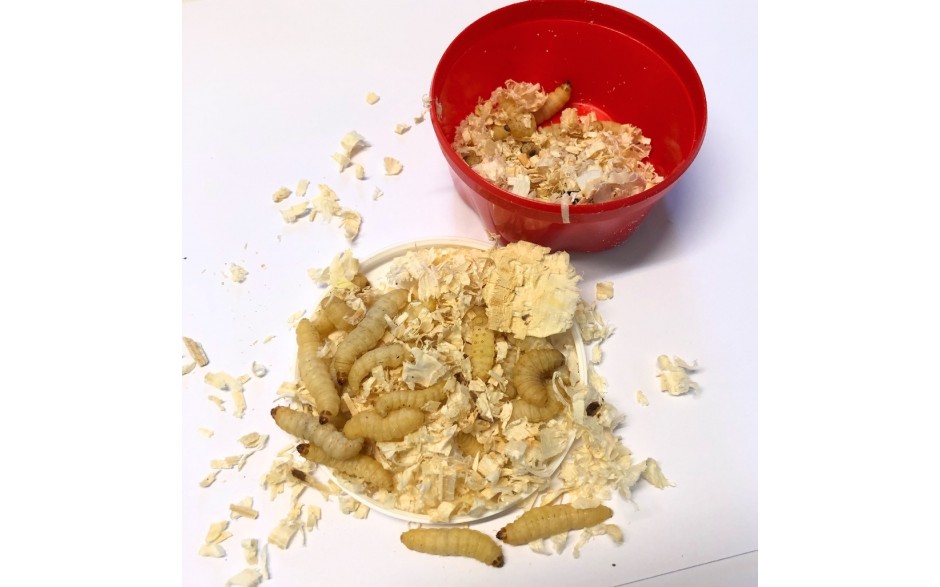 Bienenmade Angelraupe ca. 30 bis 40 Stück Angelkoeder online kaufen