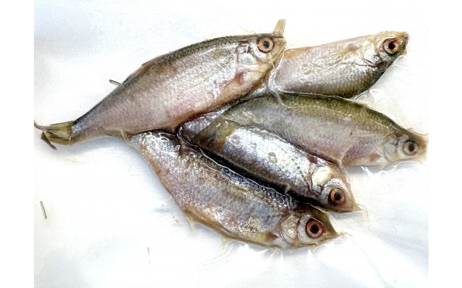 Koederfische-rotaugen-6-bis-9-cm-gefroren-deadbait-angelkoeder-kaufen