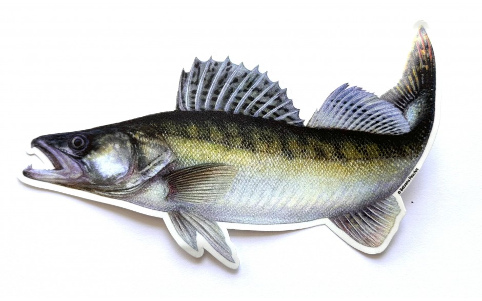 jenzi-aufkleber-zander-motiv-angelaufkleber-aufkleber-fuer-angler-und-auto