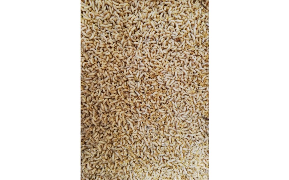 Maden für Angelzwecke ca. 550 Gramm