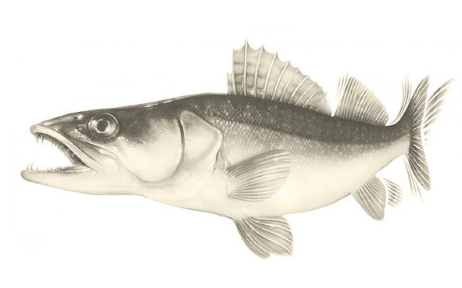 keitech-5-easy-shiner-12,5-sexy-shad