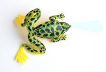 Frosch Angelköder