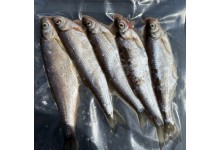 Ukelei Lauben Köderfische 15 bis 20 cm 5 Stück Angelköder gefroren ideal für s Raubfischangeln