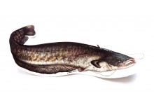 Jenzi Wels Aufkleber 23 cm für Auto oder Hobbyraum oder auf die Angelbox selbstklebend